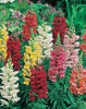 Gura Leului Rust Resistant Mixed
