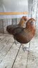 IMG-20160914-WA0005