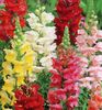 Gura Leului Rust Resistant Mixed1