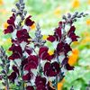 Gura Leului bicolor Day&Night