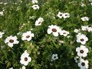 Hibiscus Simple Love1.1