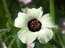 Hibiscus trionum Simply Love3