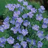 In decorativ (Linum)  Blue Dress2