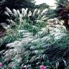 Grass Silver