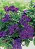 Heliotrope Marine