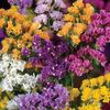 Imortele Limonium mix
