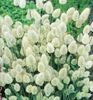 Lagurus Bunny Tail.