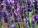 Lavanda Hidcote Strain1