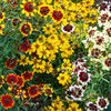 Lipscanoaie Coreopsis Incredible dwarf mix 1