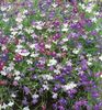 Lobelia Cascade Mixed