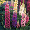 Lupin peren Festival Mix cafeluta