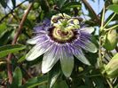 Floarea Pasiunii Passiflora ceaerulea1.2