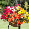 Flori de piatra - Portulaca Lazy Daze