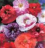 Mac anual Papaver Dawn Chorus Mix