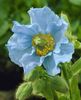 Mac perenPapaver Tibetan Poppy