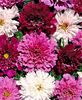 Mararite Cosmos Double Click