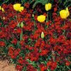 Micsunele Cheiranthus Fire King2