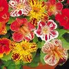 Mimulus super hybrid mix
