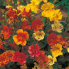 Mimulus