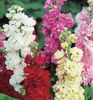 Mixandre Matthiola Ten Week Mixed1