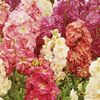 Mixandre (Matthiola incana) Fragrant Bedding Mix