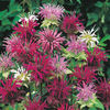 Monarda Panorama Mix1 menta mexicana
