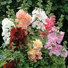Nalbe de gradina(Alcea) Majorette2