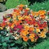 Nemesia Carnival Mixed