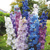 Nemtisor peren Delphinium Hight Society Mix.