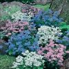 Nu Ma Uita Myosotis Mixed