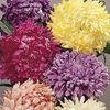 Ochiul boului Duchess Mixed