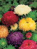 Ochiul boului Duchess Mixed