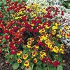 Papucul Doamnei Calceolaria Sunset Mix