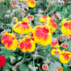 Papucul Doamnei Calceolaria Sunset Mix1.2