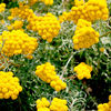 Pufuleti (Ageratum) Golden Sun