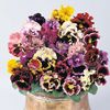 Panselute Viola Frou-Frou