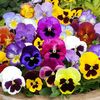 Panselute viola swiss giant