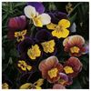 Panselute Fancy Shades Mix1.1