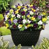Panselute Fragrant Mix