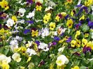 Panselute Fragrant Mix1.1