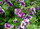 Petunia batuta Pirouette Purple3