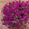 Petunia curgatoare Purple Wave