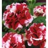 Petunia Duo Cherry Tart