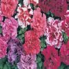 Petunia Duo