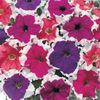Petunia Frost Mixed