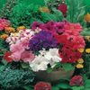 Petunia Grandiflora Mixed