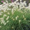 Pennisethum Feathertop