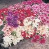 Phlox anual Twinkle Stars Mix
