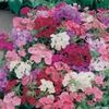 Phlox Brilliancy