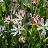 Phlox de noapte Night Phlox Candy Midnight1